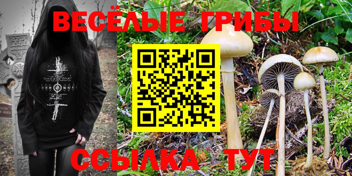 что такое наркотик  Вход с VPN  Галлюциногенные грибы прущие грибы  Железногорск  Галлюциногенные грибы Psilocybine cubensis 